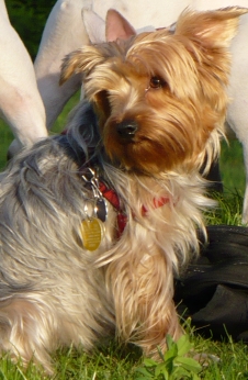 Lucy.jpg