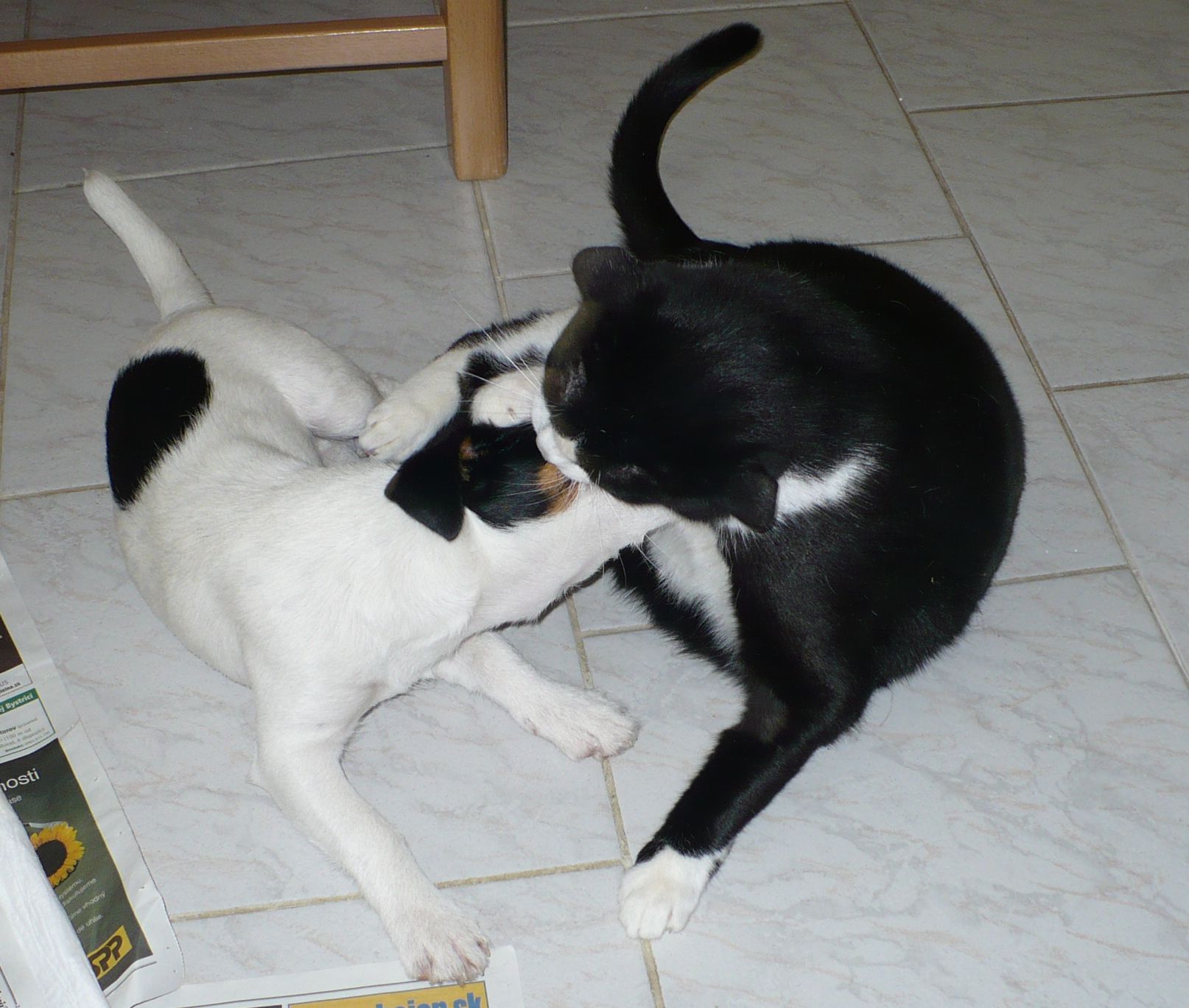 Ja a môj naj kamoš Macho II.jpg